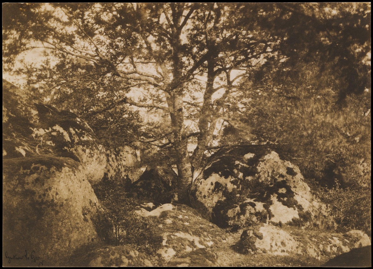 Gustave Le Gray photograph Oak Tree and Rocks, Forest of Fontainebleau, 1849 to 1852, salted paper print
